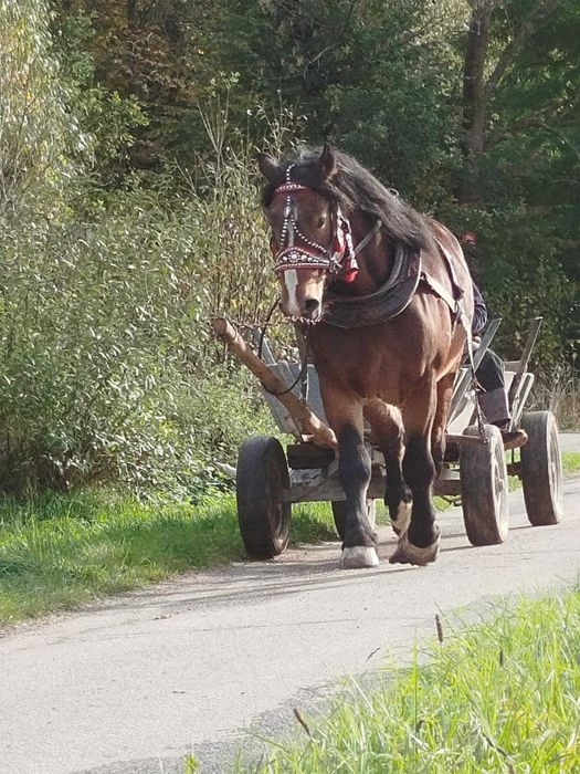 Sprzedam dwa wałachy na 4 roku.
