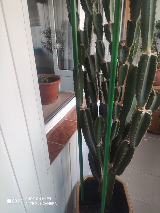 Кактус Еуфорбія тригорна, молочай трикутний