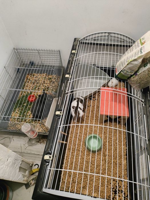 Królik miniaturka z dużą klatką