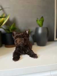 Chocolate Yorkshire Terrier