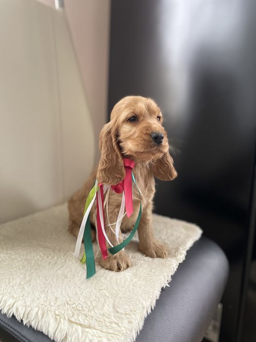 Cocker spaniel szczeniak
