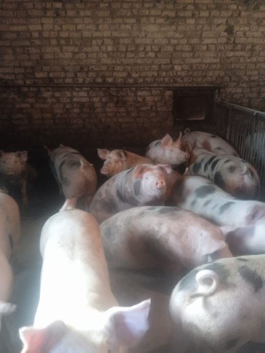 Продам свині живою вагою