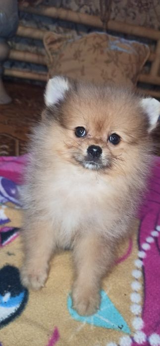 Щенки померанскоко шпица