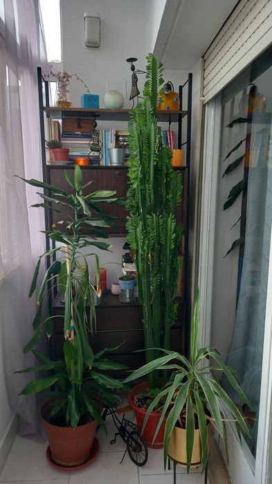 Cacto 2 metros lindissimo plantas jardim