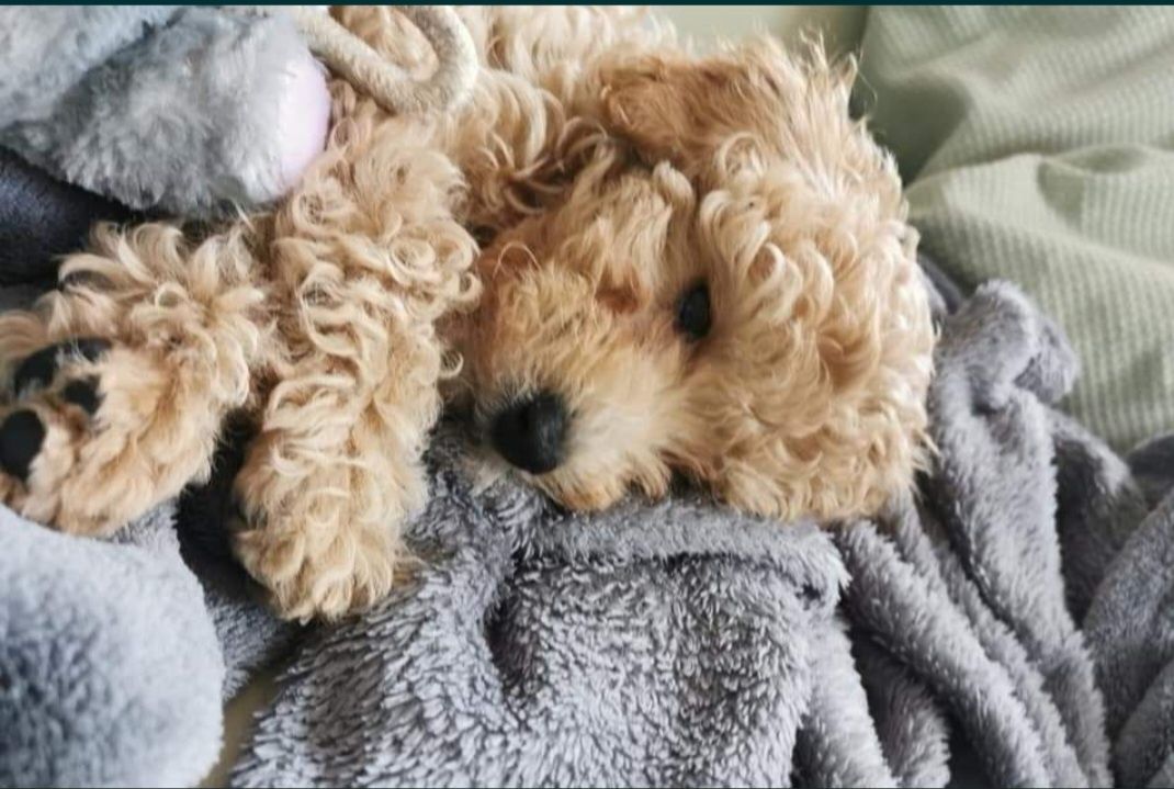 Piękny szczeniak MALTIPOO
