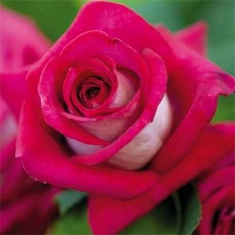 Roseira que dá ROSAS de CORAÇÂO BRANCO, flores grandes,