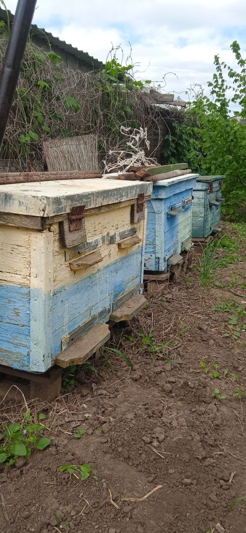 Продам ульи улики для пчел