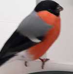 Aves anilhadas 2024/2025 (outras aves)