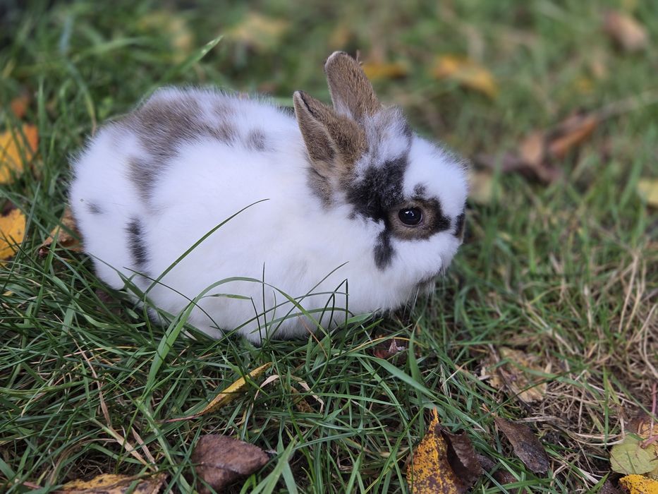 Króliki miniaturki różne umaszczenia małe króliczki