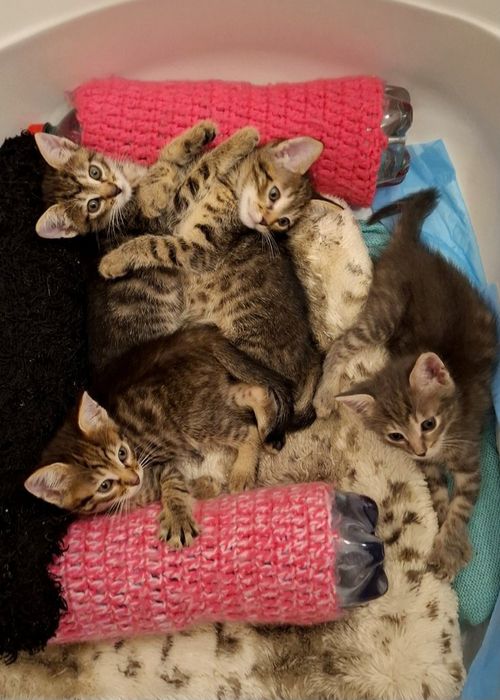 Маленькие полосатые котята табби ищут дома! Котёнок в хорошие руки!