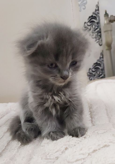 Продам кошенят висловухі та прямовухі британці