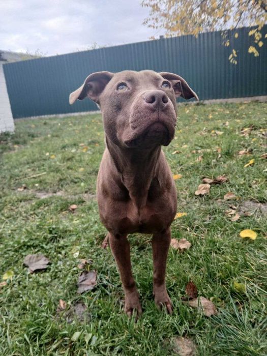 Американський підбультер'єр дівчинка