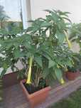Kwiaty ogrodowe Datura