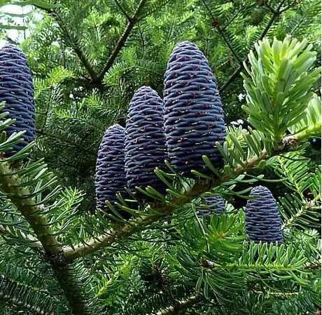 ялинка піхта корейська, висота 5м, діаметр 2,5м, вік 8 років