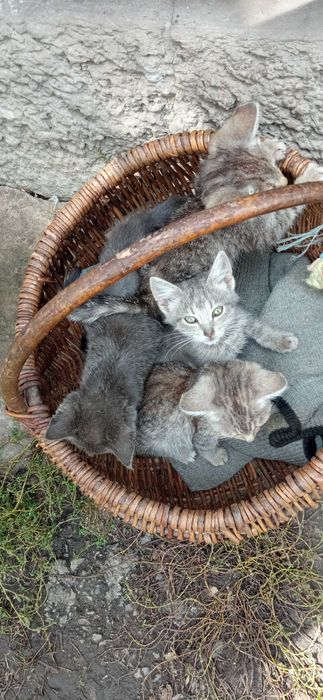 Віддам дорослу кицьку і кота та кошенят, котенята,  в добрі руки