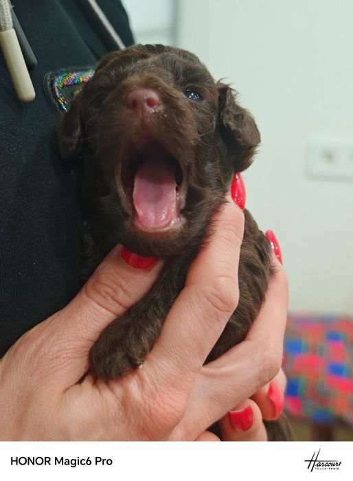 Той Пудель Шоколад