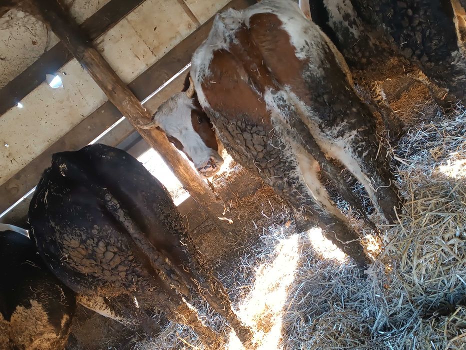 Sprawdzam krowy z mlekiem i jałówki wysokocielne