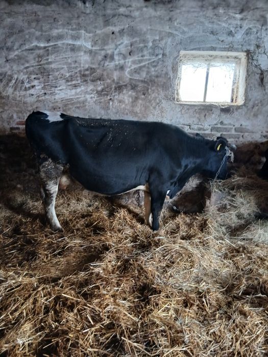 Sprzedam krowe cielna