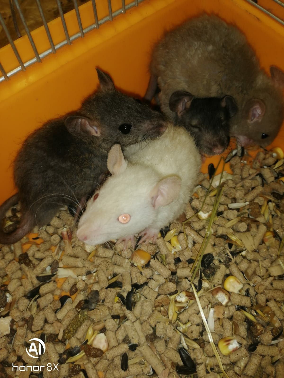 Найкращі та наймиліші породисті крысынята, щур.