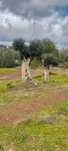 Oliveiras Arvore e Palmeira
