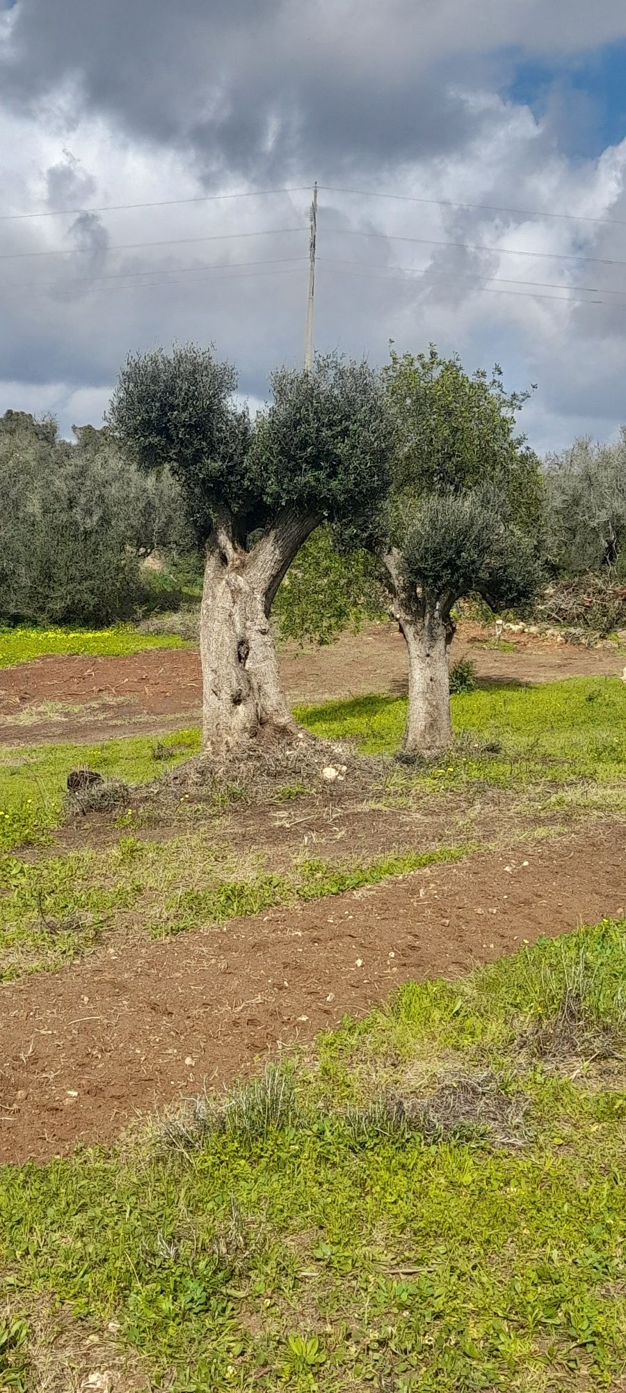 Oliveiras Arvore e Palmeira