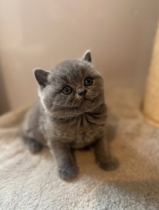 Великолепные котята