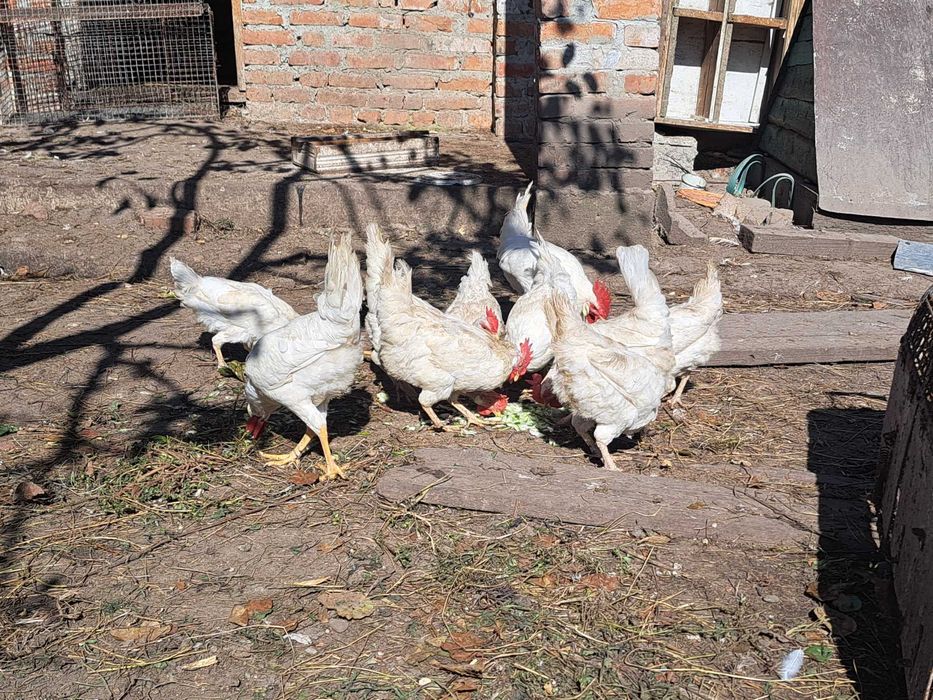 Продам курей ЛЕГОРН