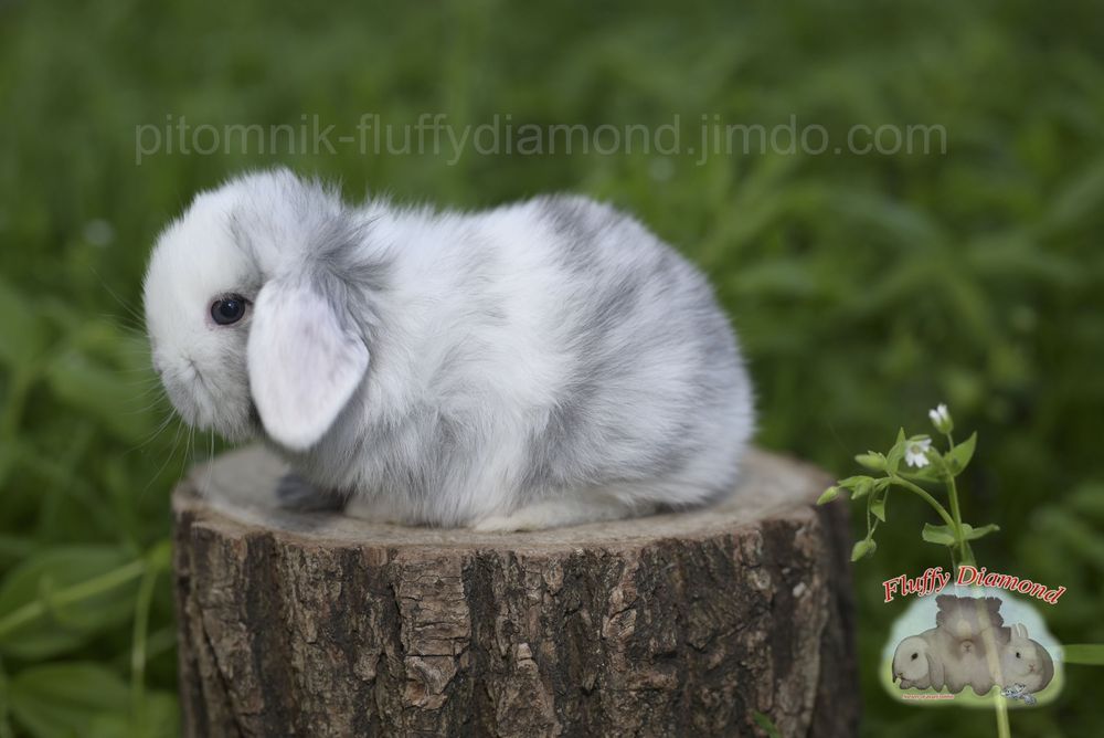 Дівчинка у забарвленні рен. Висловухий баранчик NHD.