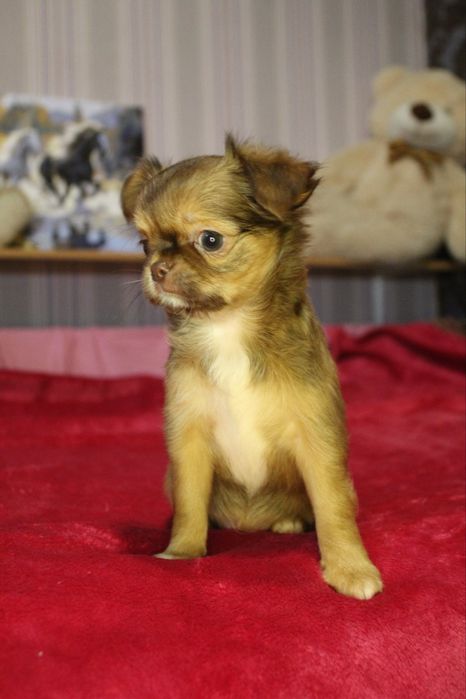 Маленька зірочка. КСУ