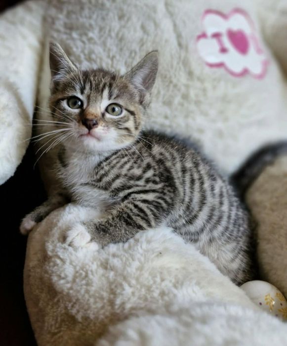 Kociaki do adopcji - razem lub osobno