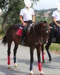 Cavalo trotador francês