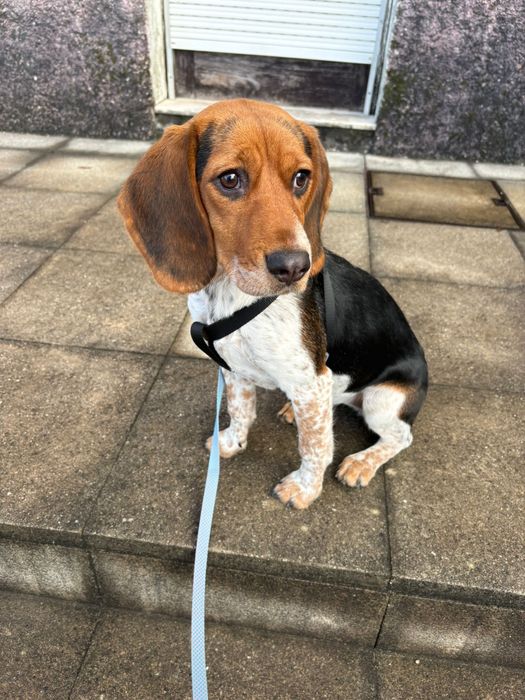 Adoçao femea urgente