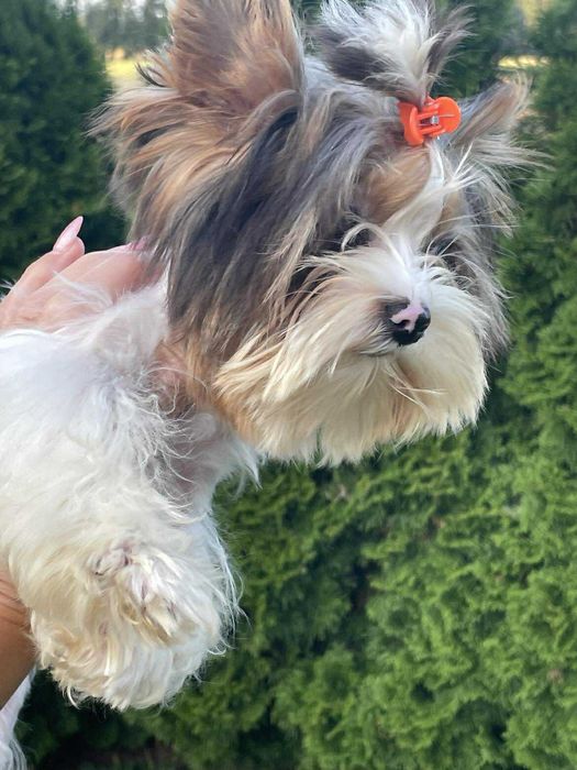 Bluberry yorkshire terrier miniaturka biewer 1 ,20 kg paszport