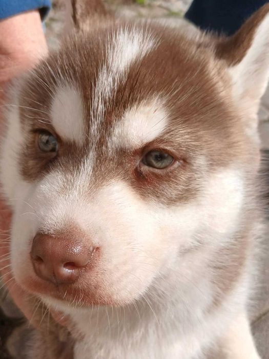 Sprzedam szczeniaka rasy Syberian husky z rodowodem