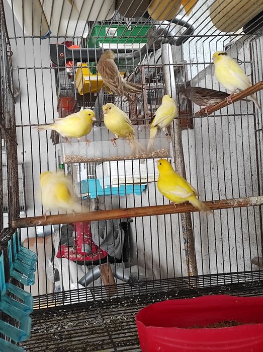 Só fêmeas deste ano