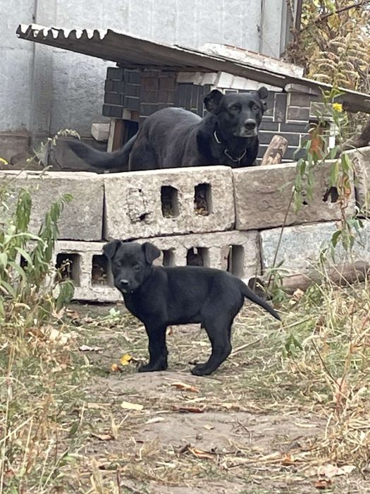 Отдадим в добрые руки щенка!