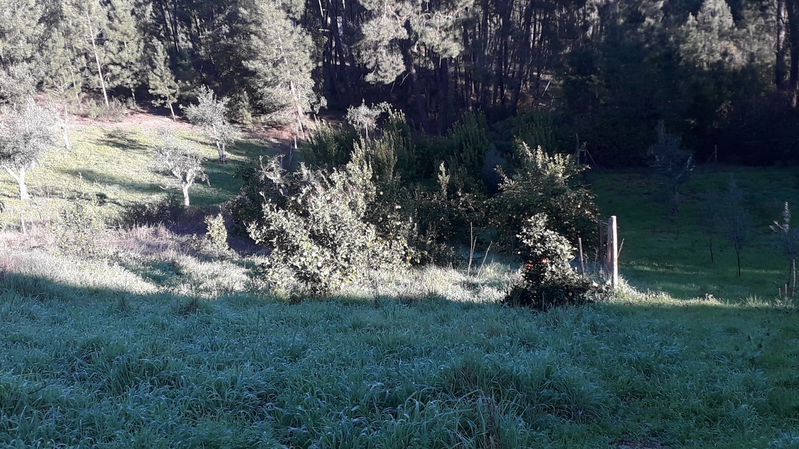 Limpeza de terrenos