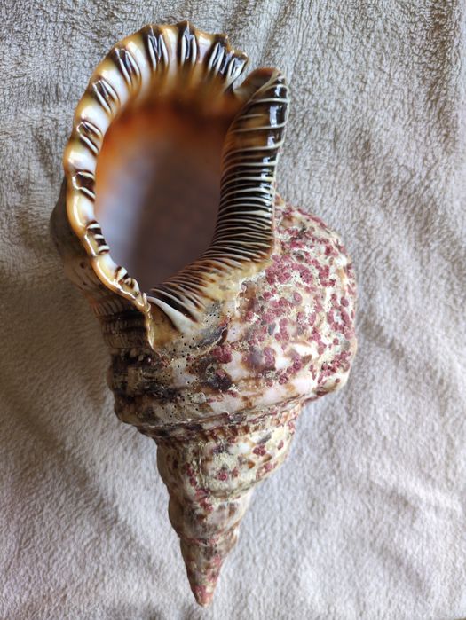 Búzio-Trompeta ou Tritão-Gigante