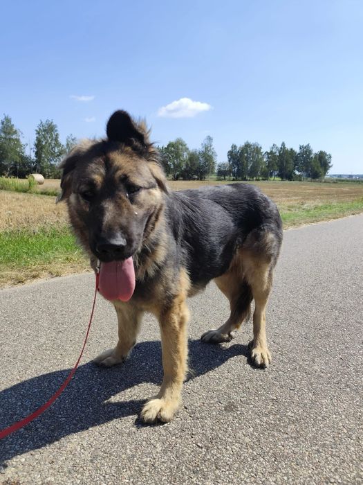 Greta – łagodna sunia w typie kaukaza szuka domu