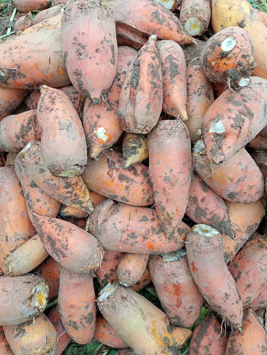 Буряк кормовий  4 грн за кг