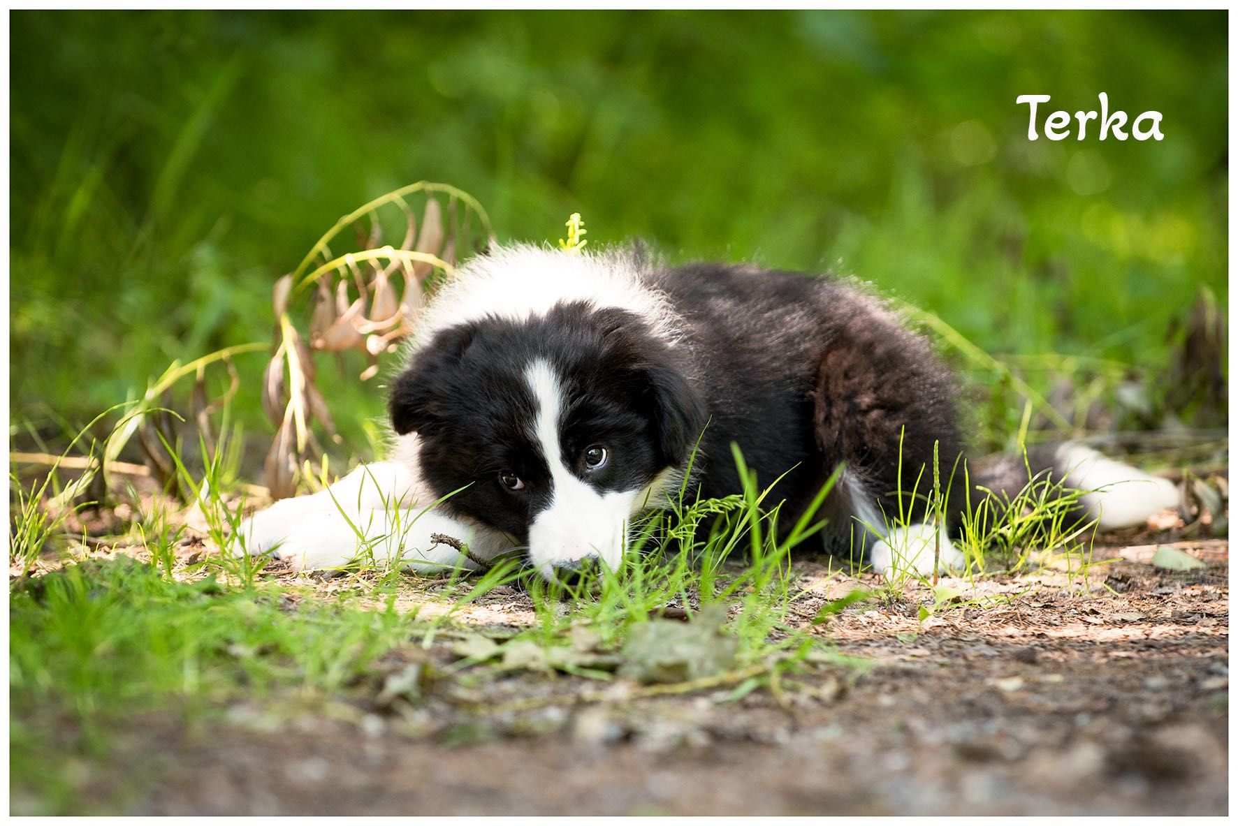 Border Collie FCI ZKwP