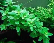 GB staurogene repens koszyk