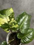 Філодендрон Jungle Fever variegated