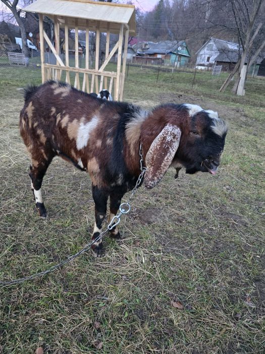 Англо нубійський козлик