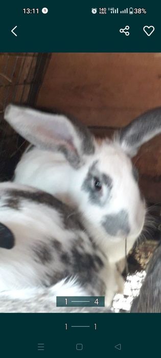 Кролики  на  розвод