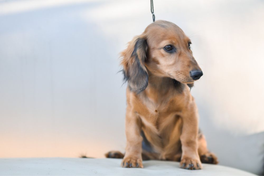 Довгошерстні гарні такси