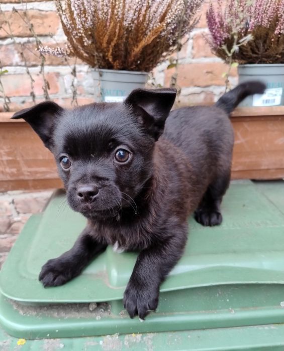 Szczeniaczki cudaczki.