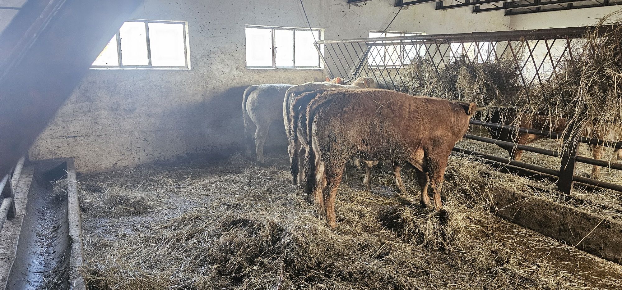 Byki rozpłodniki 6 szt  Lm , Szarolez 500kg. Super genetyka