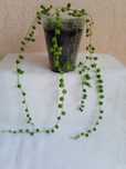 Хрестовик Роулі, Сенеціо Роулі, Senecio rowleyanus