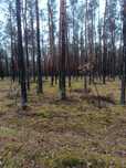 Działka leśna 1,44 ha gmina Kluki
